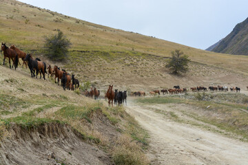 Herd of horses. Hill. Overcast. Ile-Alatau mountains, Almaty region, Kazakhstan. ..