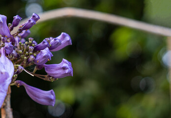beauty bouquet violet jacaranda flower on tree in botany garden.  group of floral blooming and buds...