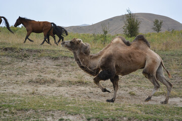 Camel on the background of a horse. Hill. Overcast. Ile-Alatau mountains, Almaty region, Kazakhstan.