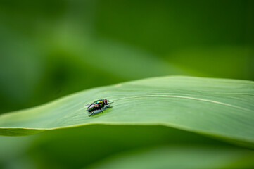 Fly on leaf. Calliphoridae. blow flies, blow-flies, carrion flies, bluebottles, greenbottles, or cluster flies. Lausanne, Switzerland.