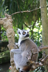 lemur on a tree