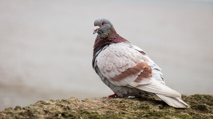  A colourful pigeon at rest close up © fotogenix