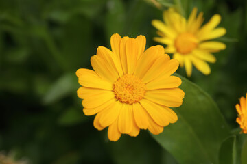 Beautiful blooming calendula flower outdoors, closeup view