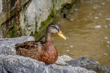 Mallard Duck. Anas platyrhynchos. One female wild duck on rock beside water. Lausanne, Switzerland.