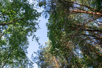 trees in the forest