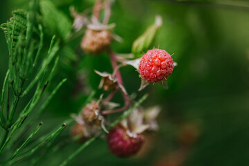 close up of raspberry