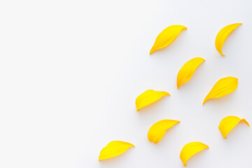 yellow petals on a white background, colored background, texture of petals 