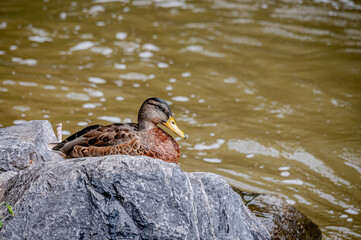 Mallard Duck. Anas platyrhynchos. One female wild duck on rock beside water. Lausanne, Switzerland.