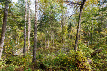 Sikhote-Alin Biosphere Reserve. Dense protected forest very. Tall trees stand on the hill.