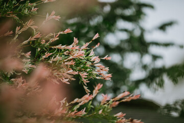 Beautiful flowers in the garden