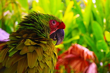 green parrot photography