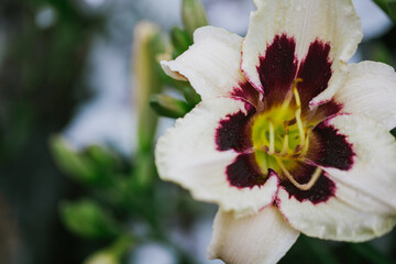Beautiful flowers in the garden