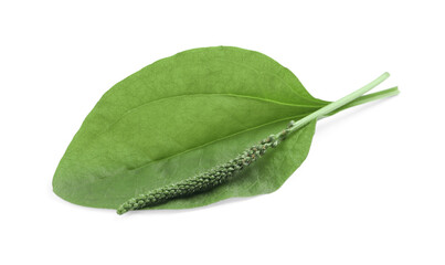 Green broadleaf plantain leaf and seeds on white background © New Africa