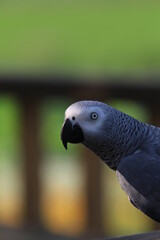 close up of a parrot