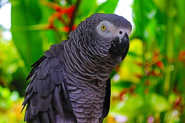 portrait of a parrot