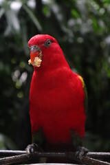 red parrot photography