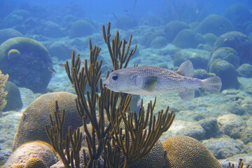 A beautiful coral reef with puffer fish porcupine fish swimming in the blue water of the Caribbean sea on Curacao island. © Filip