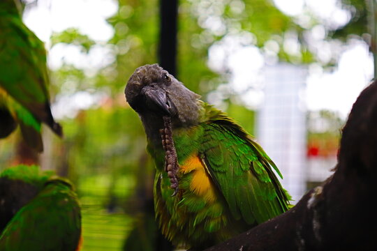 green parrot photography