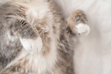 Paws of a cat sleeping on its back, on a blanket. Top view. Close-up.