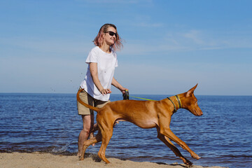 The pharaoh breed greyhound dog with the female owner plays, walks and runs at seaside. Daytime...