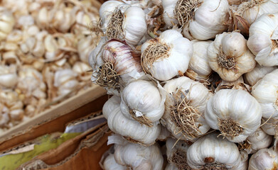 dried garlic in the market