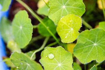 raindrops on green leaves in nature after rain