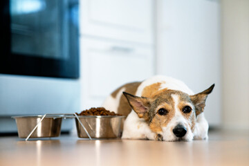 Sad, unhappy dog lies in front of a bowl of dry food. Concept of refusal to eat food for pets, veterinary diseases