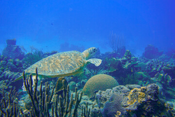 Beautiful green turtle swimming in the blue waters of the Caribbean sea in Curacao.