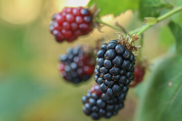 Rubus fruticosus. Frutto maturo di mora nera coltivata senza spine.