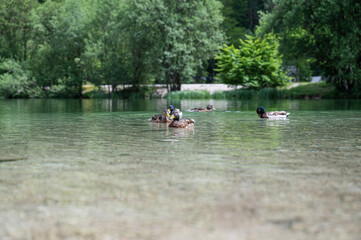 Fototapeta na wymiar Ducks floating on a beautiful calm green water