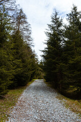 Fototapeta na wymiar The woods and nature of Valtellina on a spring day in the Italian Alps, near the town of Novate Mezzola, Italy - May 2021