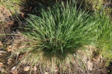 Phalaris Arundinacea Reed Canary Grass