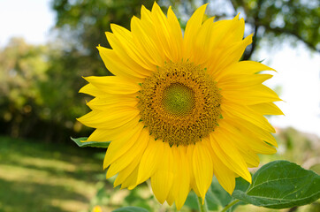 sunflower grown in the garden. Natural light outdoor picture. Greeting card.