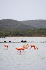 A group of beautiful pink flamingos in the salina in Curacao Caribbean island 