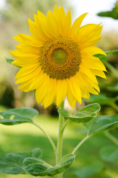 sunflower grown in the garden. Natural light outdoor picture. Greeting card.
