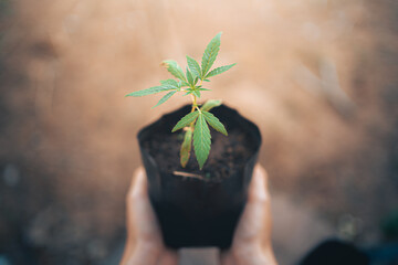 Close up of man hand holding green marijuana hemp plant for medical science, Concept of herbal alternative medicine, cbd oil and cannabis, pharmaceutical industry