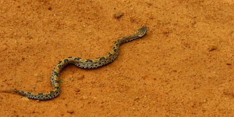 Russell's Viper, venomous snake Russell's Viper.