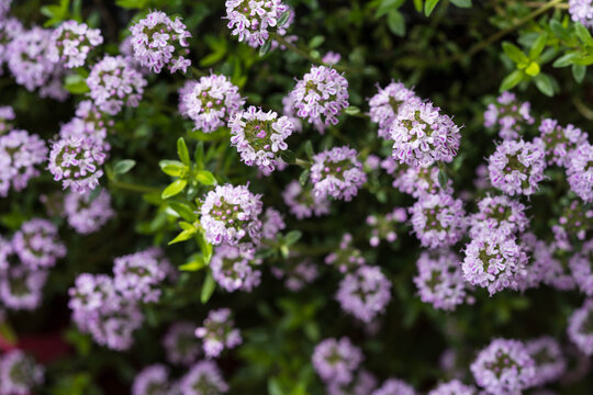 Thymian Thymus