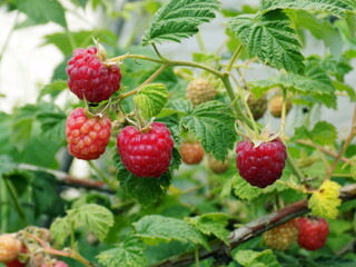 Forest raspberries on a branch.