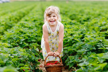 Fototapeta premium Happy little preschool girl picking and eating healthy strawberries on organic berry farm in summer, on sunny day. Child having fun with helping. Kid on strawberry plantation field, ripe red berries.