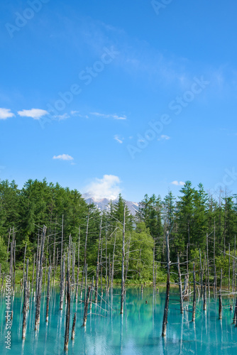 夏のよく晴れた日の青い池 北海道美瑛町の観光イメージ Wall Mural Tkyszk 夏のよく晴れた日の青い池 北海道美瑛町の観光イメージ Wall Mural Tkyszk