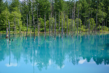 爽やかな青い池のイメージ 北海道美瑛町の観光イメージ Wall Mural Tkyszk