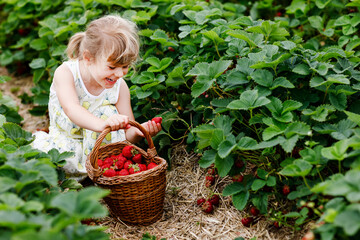 Happy little preschool girl picking and eating healthy strawberries on organic berry farm in summer, on sunny day. Child having fun with helping. Kid on strawberry plantation field, ripe red berries.