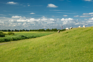 Gl&uuml;ckstadt, Germany. The dike with sheep.