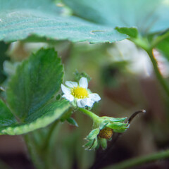 Leaf and flower of the strawberry - instagram ready image