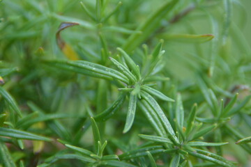 Erba aromatica - Rosmarino biologico