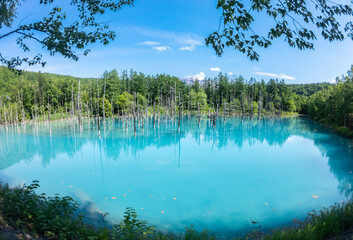 夏の晴れた日の青い池  北海道美瑛町の観光イメージ