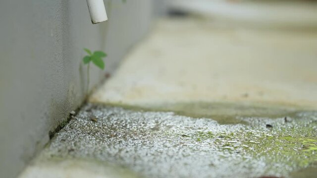 Droplets water from compressor drain hose when using the air conditioner with moss and wet moisture plant.