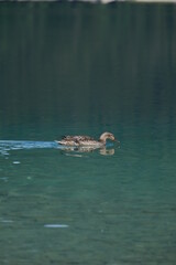 Eibsee Ente