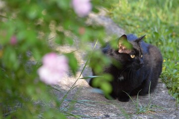 a black cat with yellow eyes